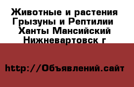 Животные и растения Грызуны и Рептилии. Ханты-Мансийский,Нижневартовск г.